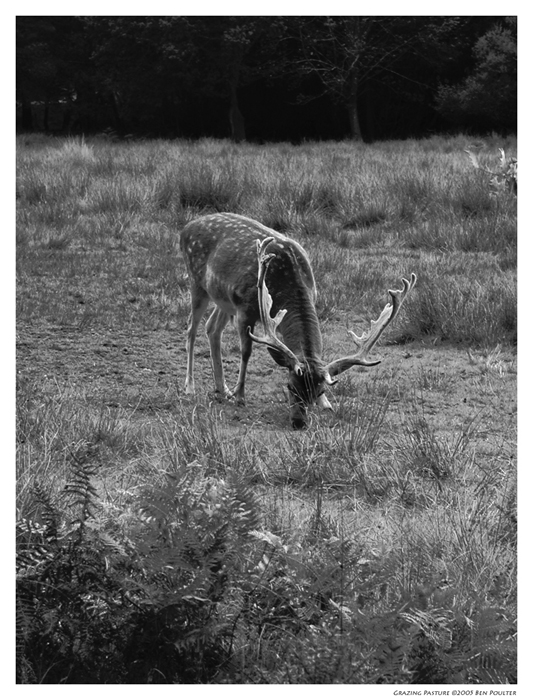 Grazing Pastures