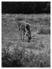 Grazing Pastures by Ben Poulter
