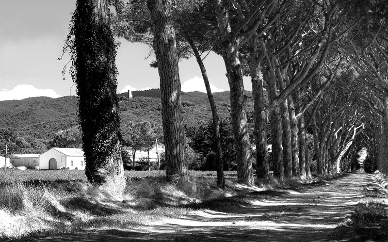 Maremma