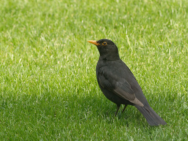 Blackbird