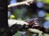 Nuthatch by Wim Westerhof