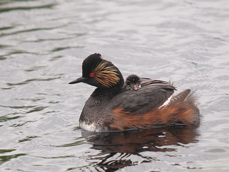 Black Necked Grebe