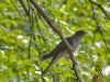 Cuckoo by Wim Westerhof