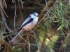 Long-Tailed Tit (2) by Wim Westerhof