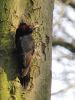 Black Woodpecker