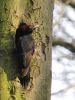 Black Woodpecker by Wim Westerhof