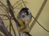 Monkey by Wim Westerhof