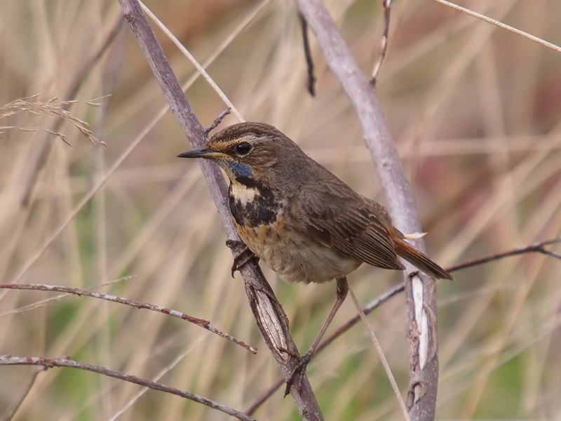 Bluethroat