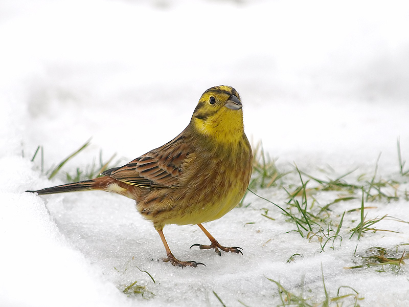 Yellowhammer (2)