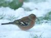 Chaffinch (4) by Wim Westerhof