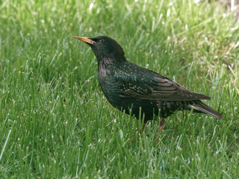 Starling