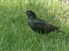 Starling by Wim Westerhof