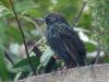 Starling (3) by Wim Westerhof