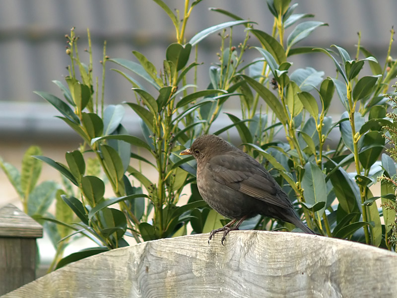 Blackbird(Female)