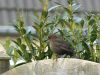 Blackbird(Female) by Wim Westerhof