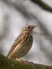 Tree Pipit by Wim Westerhof