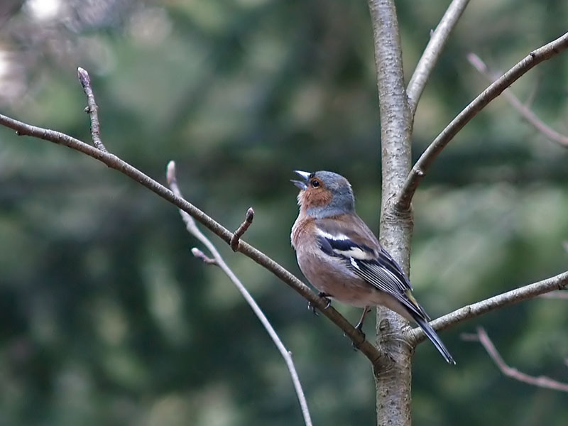 Chaffinch(male) (2)