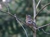 Chaffinch(male) (2) by Wim Westerhof