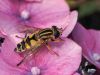 Sun Fly by Wim Westerhof