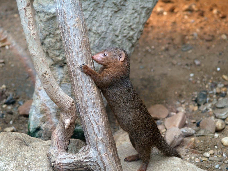 Dwarf Mongoose