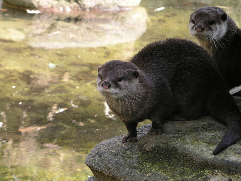 Otter