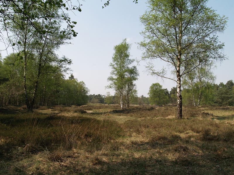 Nationaal Park Dwingelderveld