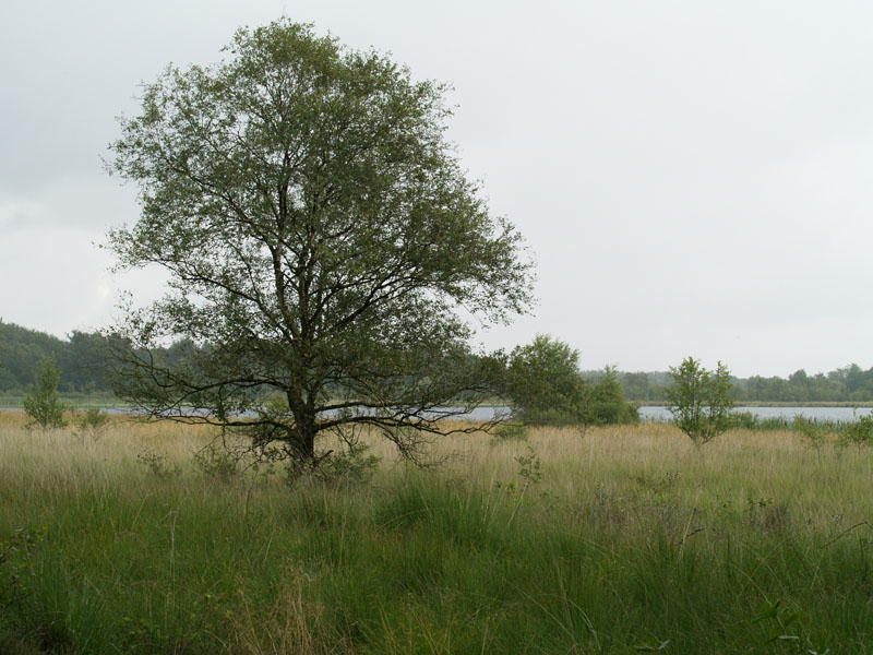 Esmeer