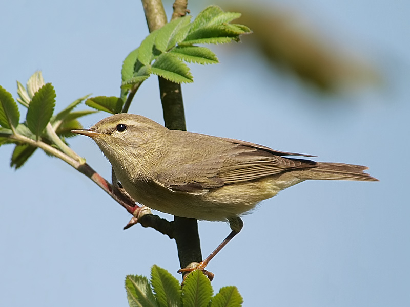 Willow Warbler