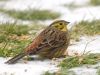 Yellowhammer