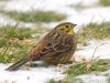 Yellowhammer by Wim Westerhof