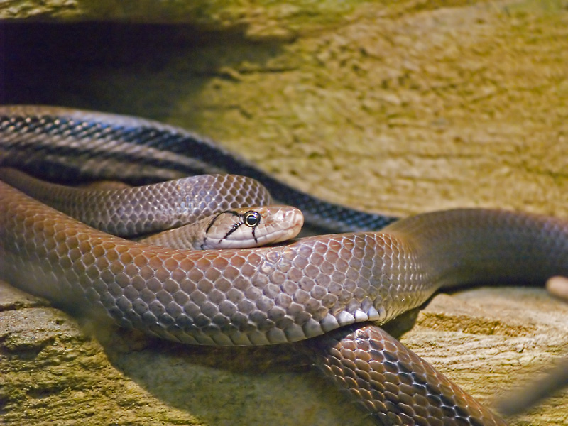 Radiated Rat Snake