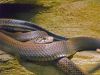 Radiated Rat Snake by Wim Westerhof