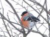 Bullfinch by Wim Westerhof