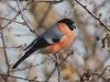 Bullfinch (3) by Wim Westerhof