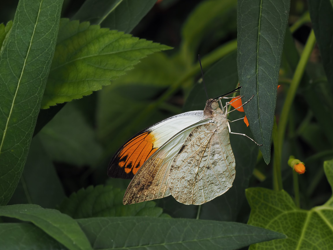 Great Orange Tip