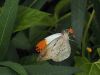 Great Orange Tip by Wim Westerhof