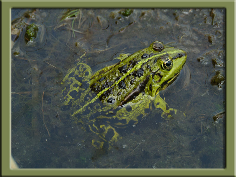 Green Frog