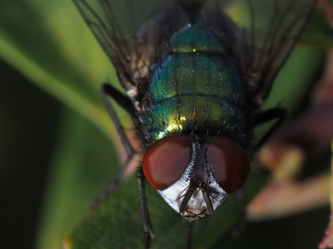 Green Bottle Fly