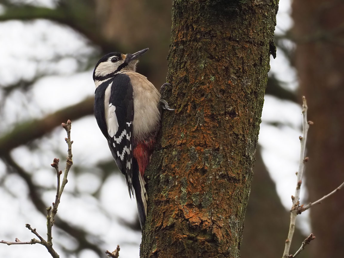 Great Spotted Woodpecker