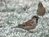 House Sparrow by Wim Westerhof