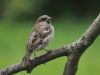 House Sparrow (5)