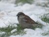 House Sparrow (2) by Wim Westerhof