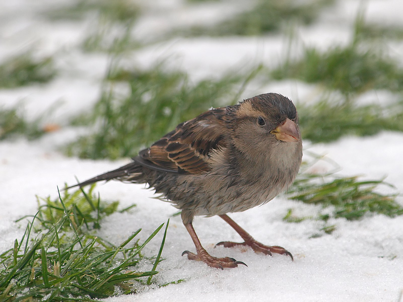 House Sparrow(female)