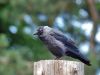 Jackdaw by Wim Westerhof