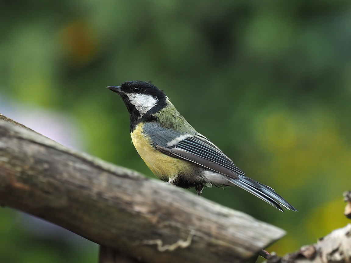 Great Tit (7)