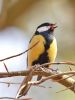 Great Tit by Wim Westerhof