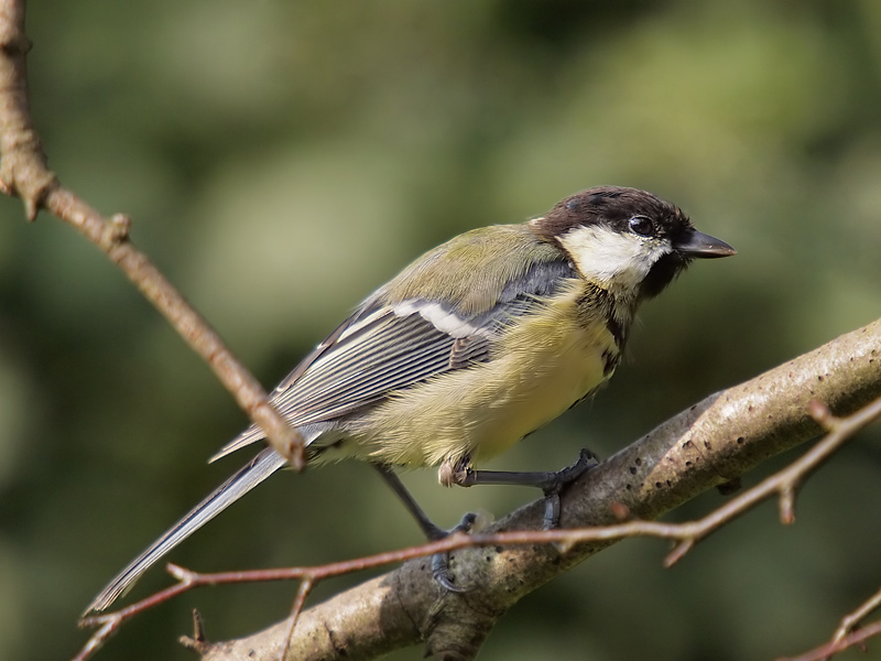 Great Tit (5)