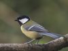 Great Tit (6) by Wim Westerhof