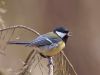 Great Tit (3) by Wim Westerhof