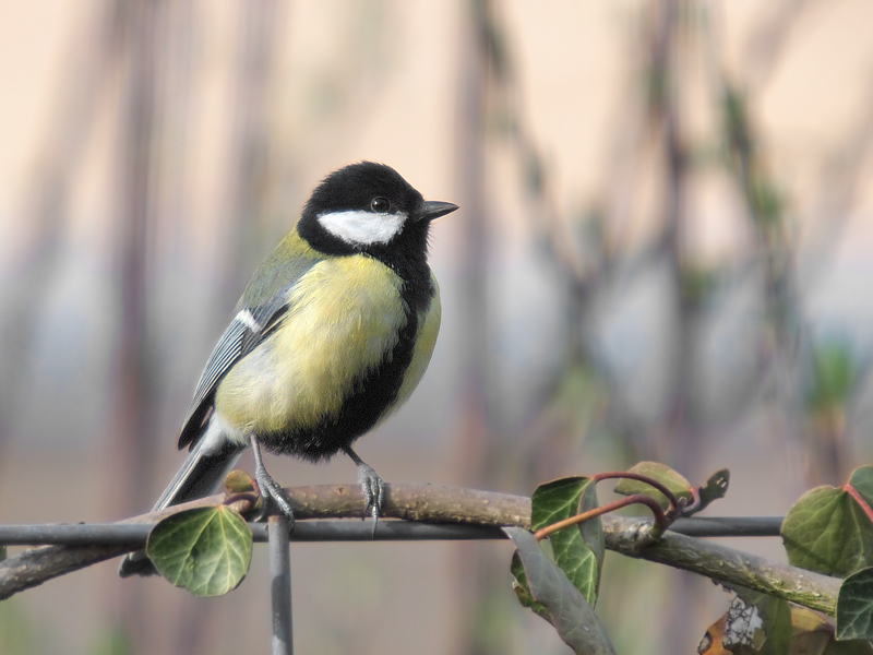 Great Tit (4)